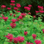  Monarda 'Raspberry Wine'