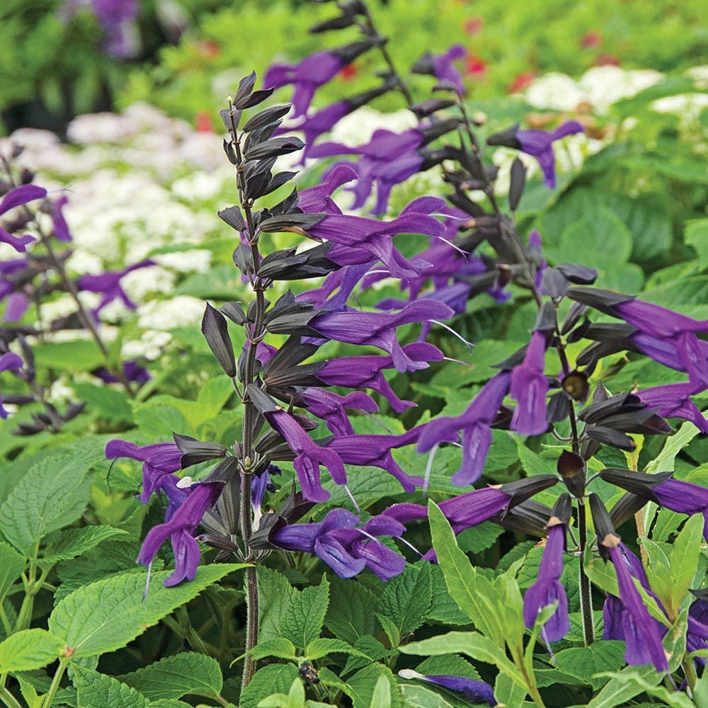 Salvia 'Amistad'