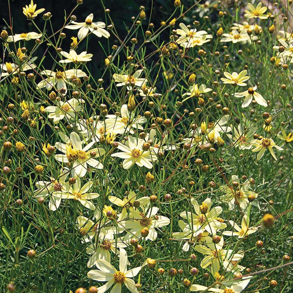 Coreopsis verticillata 'Moonbeam'