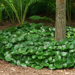  Asarum europaeum