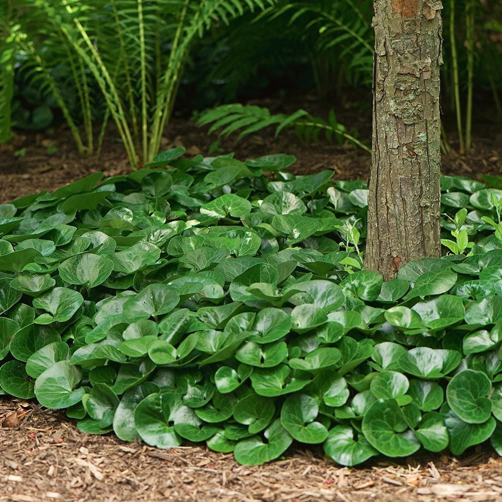 Asarum europaeum