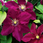  Clematis Rosemoor™ Gardini™