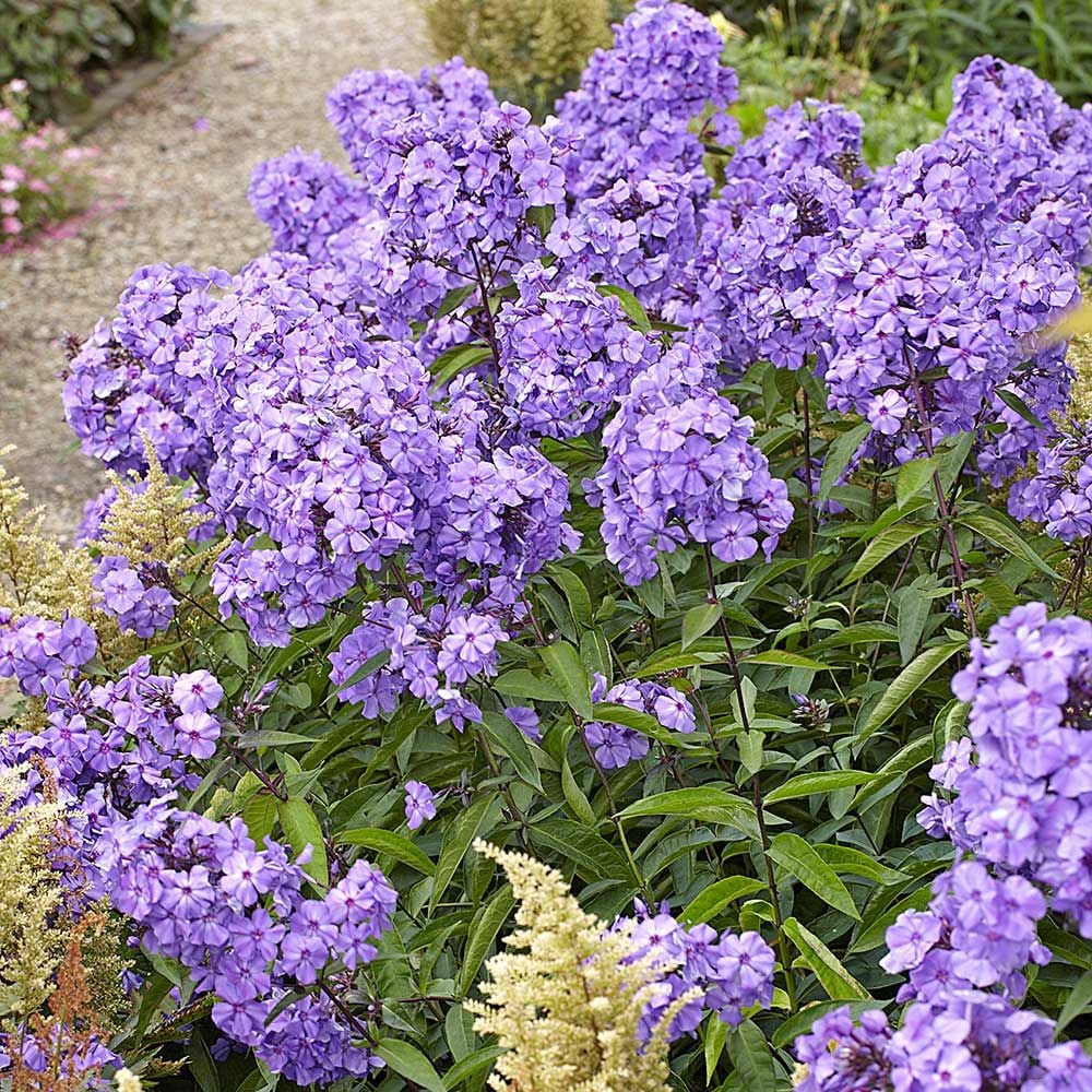 Phlox paniculata 'Blue Paradise'