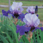  Reblooming Iris 'Best Bet'