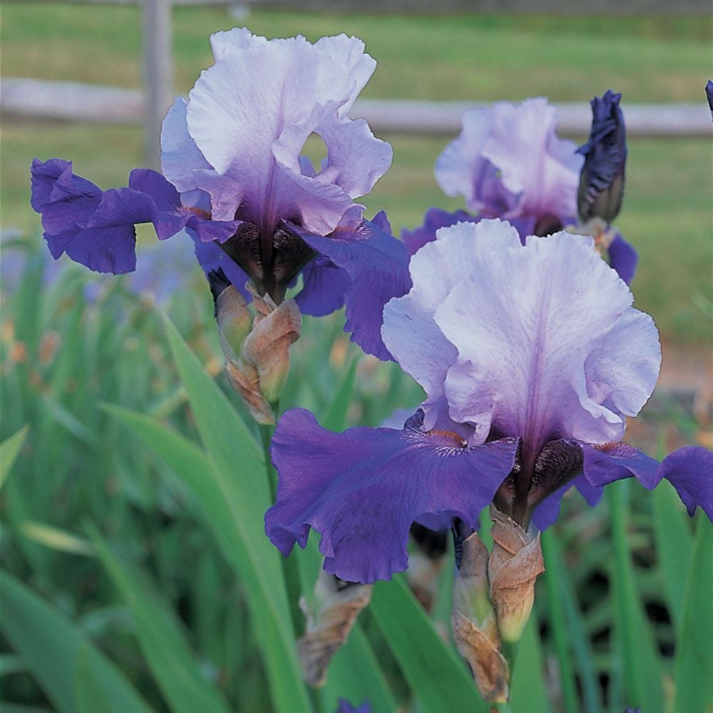 Best Bet Reblooming German Iris Flowers
