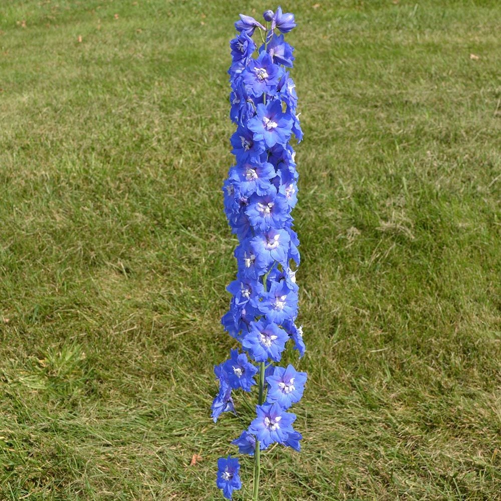 Delphinium elatum 'Blue Nile' Blackmore & Langdon White Flower Farm