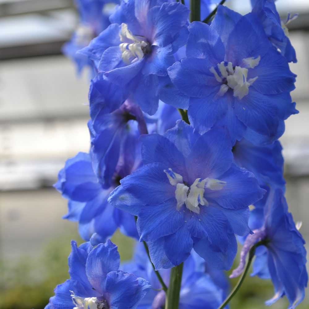 Delphinium elatum 'Blue Nile' Blackmore & Langdon White Flower Farm