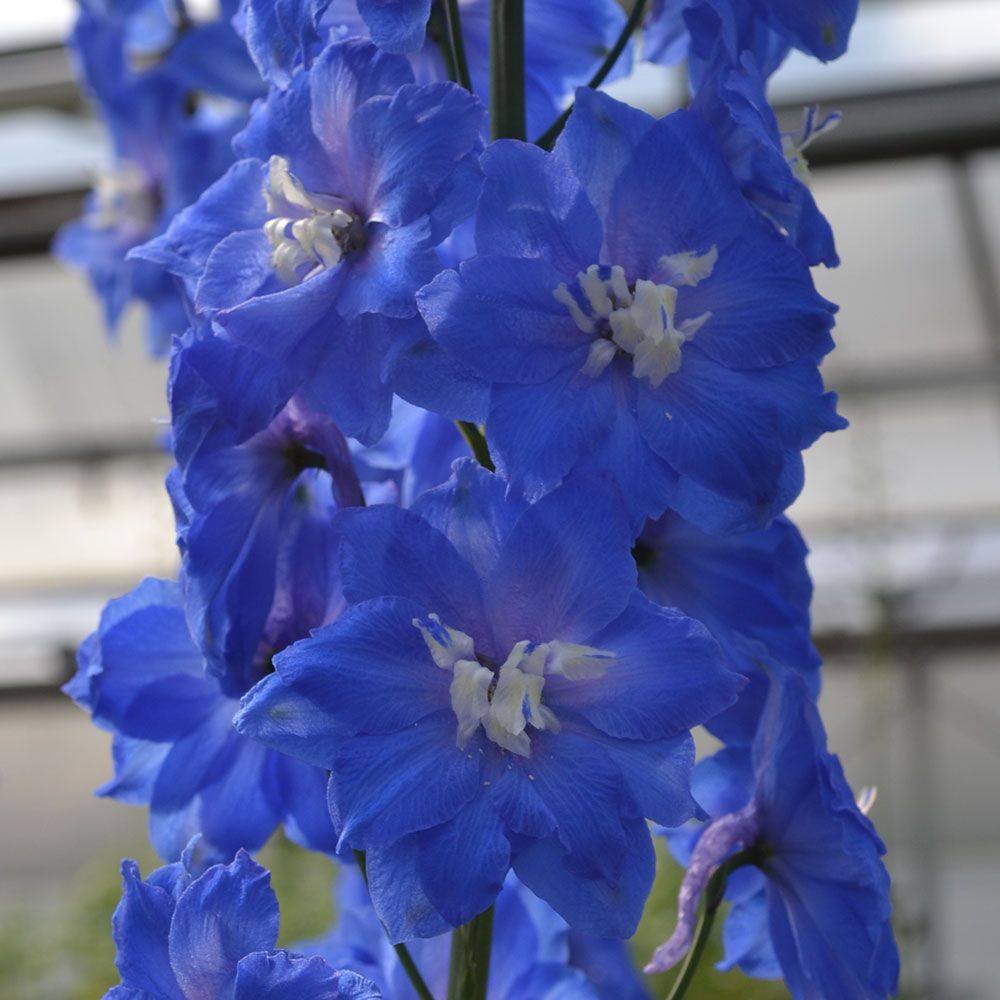 Delphinium elatum 'Blue Nile' Blackmore & Langdon - Thumbnail 4
