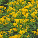  Asclepias tuberosa 'Hello Yellow'