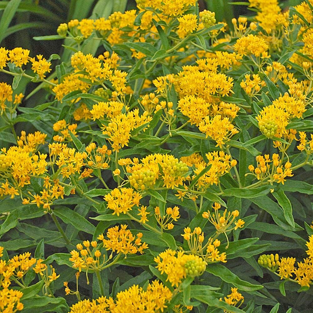 Asclepias tuberosa 'Hello Yellow'