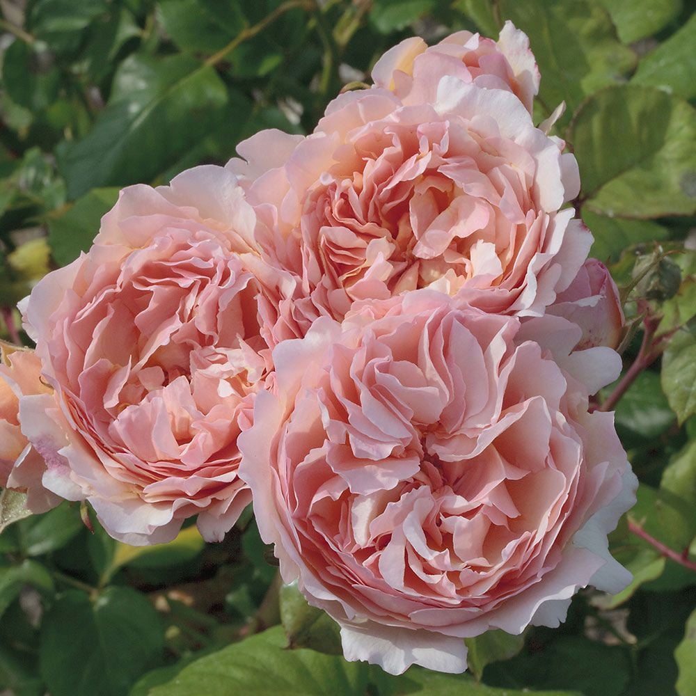 Rose Princesse Charlene De Monaco White Flower Farm