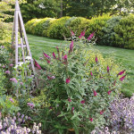  Buddleia 'Miss Molly'