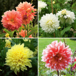  Dinnerplate Dahlia Collection 4 tubers