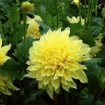  Dahlia 'Kelvin Floodlight'