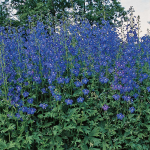  Delphinium x belladonna 'Bellamosum'