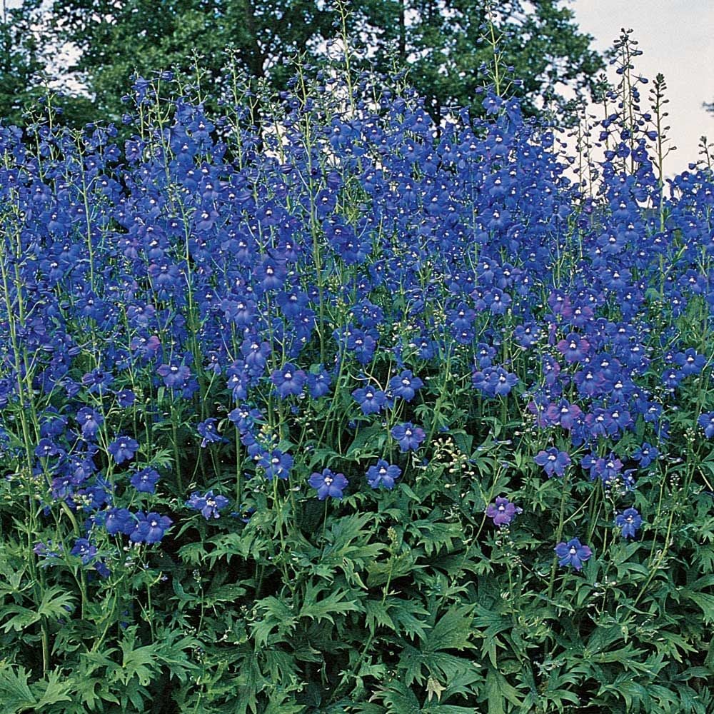 Delphinium x belladonna 'Bellamosum'