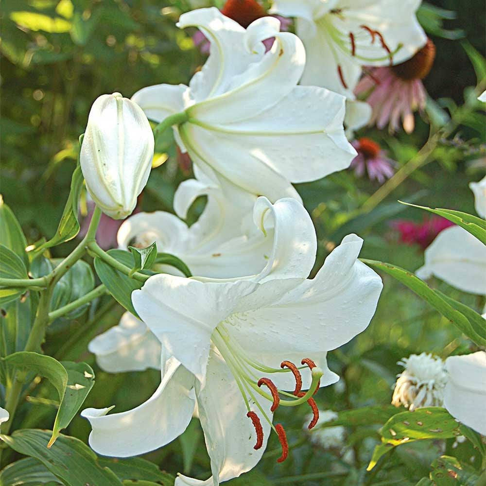 white lilies | white flower farm