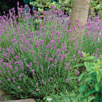  Lavandula angustifolia (Lavender) 'Hidcote'