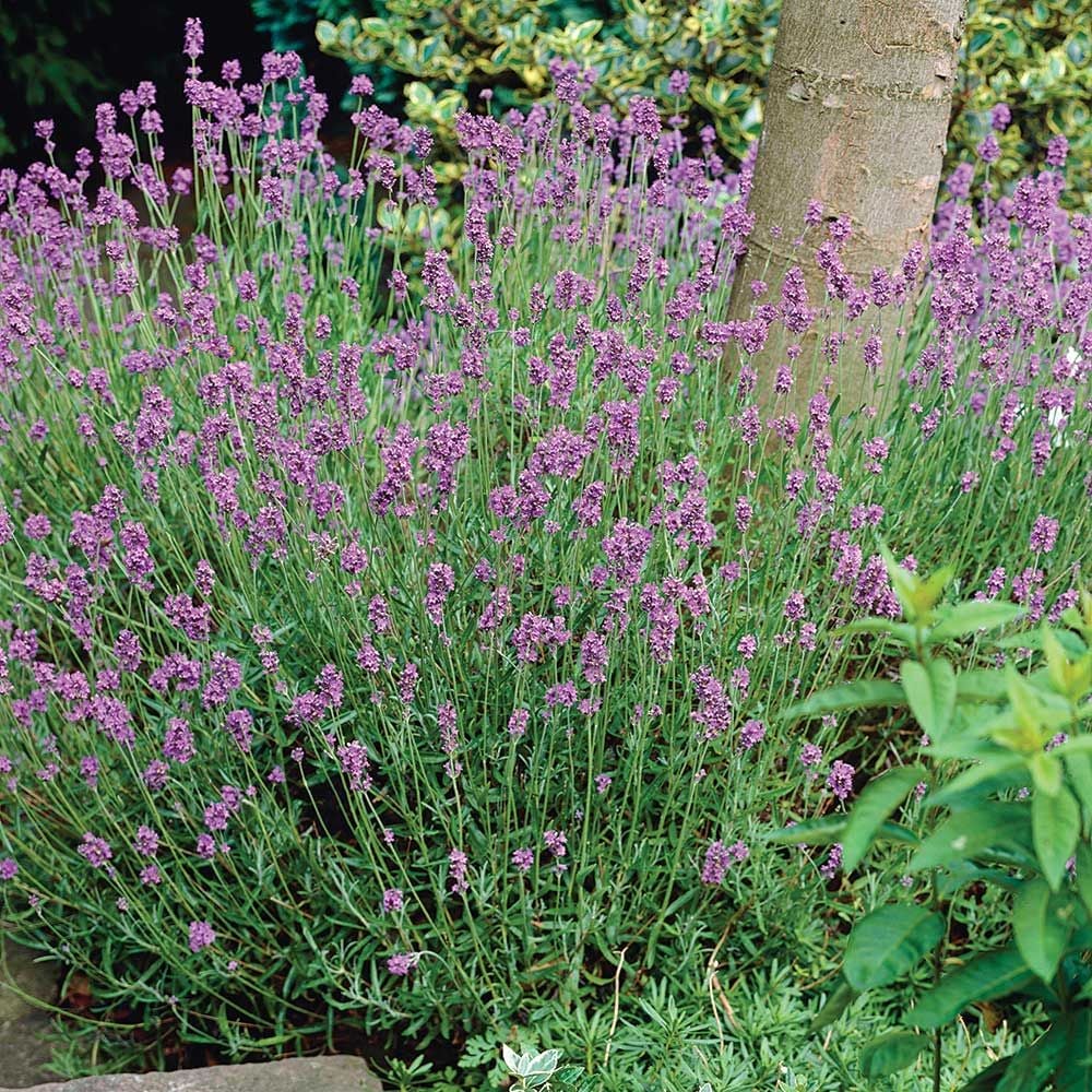 Lavandula angustifolia (Lavender) 'Hidcote'