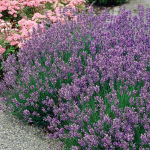  Lavandula angustifolia (Lavender) 'Munstead'