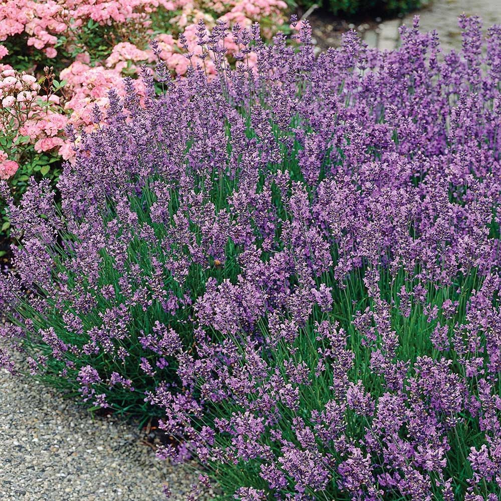 Lavandula angustifolia (Lavender) 'Munstead'
