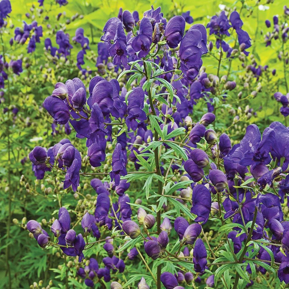 Aconitum Spark S Variety White Flower Farm