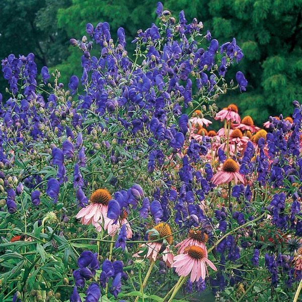 Aconitum 'Spark's Variety'