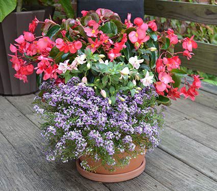 Pre-Planned Collections with Pots Included