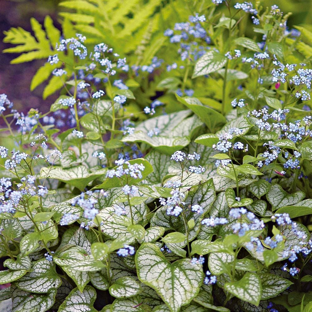 Brunnera macrophylla 'Jack Frost'