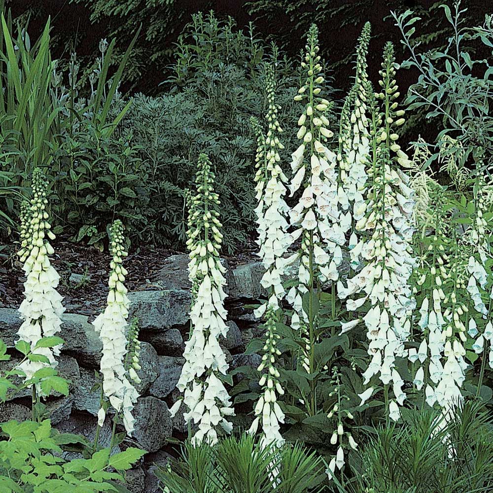 Digitalis purpurea 'Alba' White Flower Farm