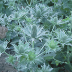  Eryngium giganteum Miss Willmott's Ghost