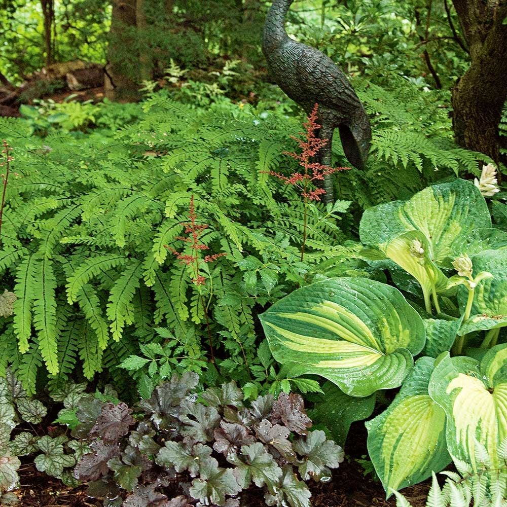 Adiantum Pedatum Maidenhair Fern White Flower Farm