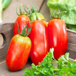 Midsize Tomatoes