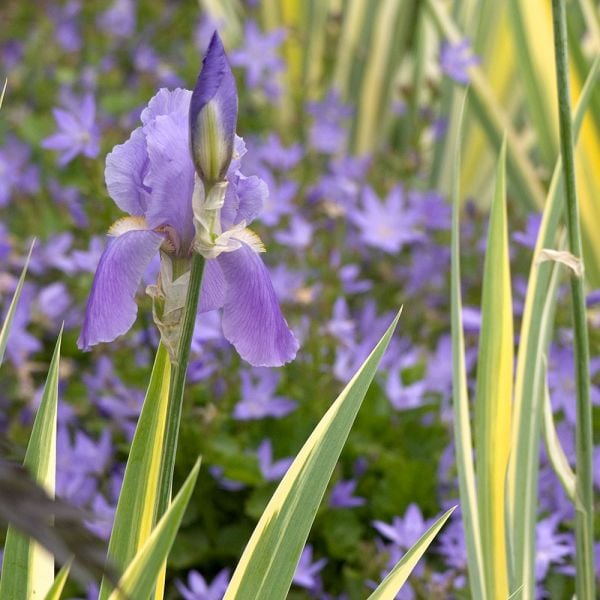 Iris pallida 'Variegata Aurea' White Flower Farm