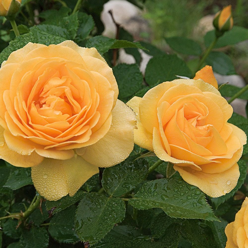 10 Hybrid Tea Rose Varieties to Grow - Birds and Blooms