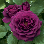  Rose Ebb Tide®