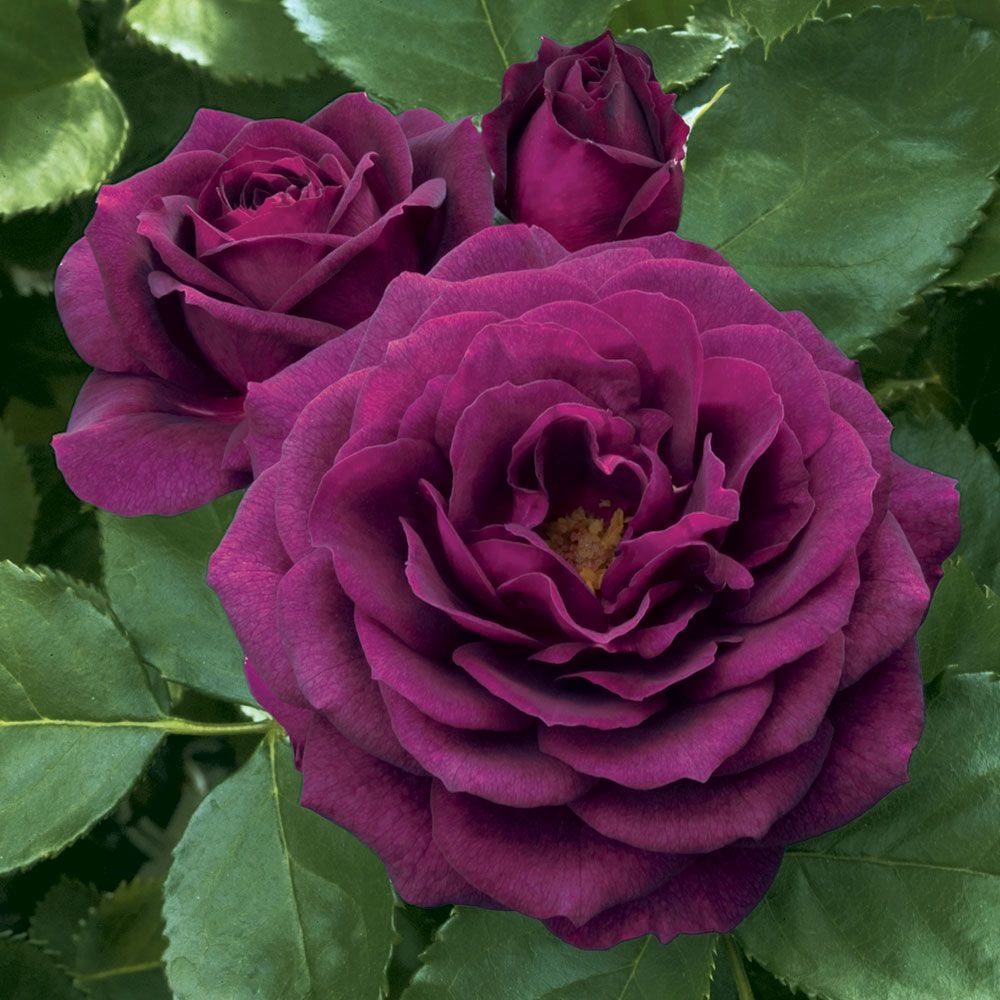 Rose Ebb Tide®