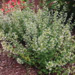  Calamintha nepeta subsp. nepeta