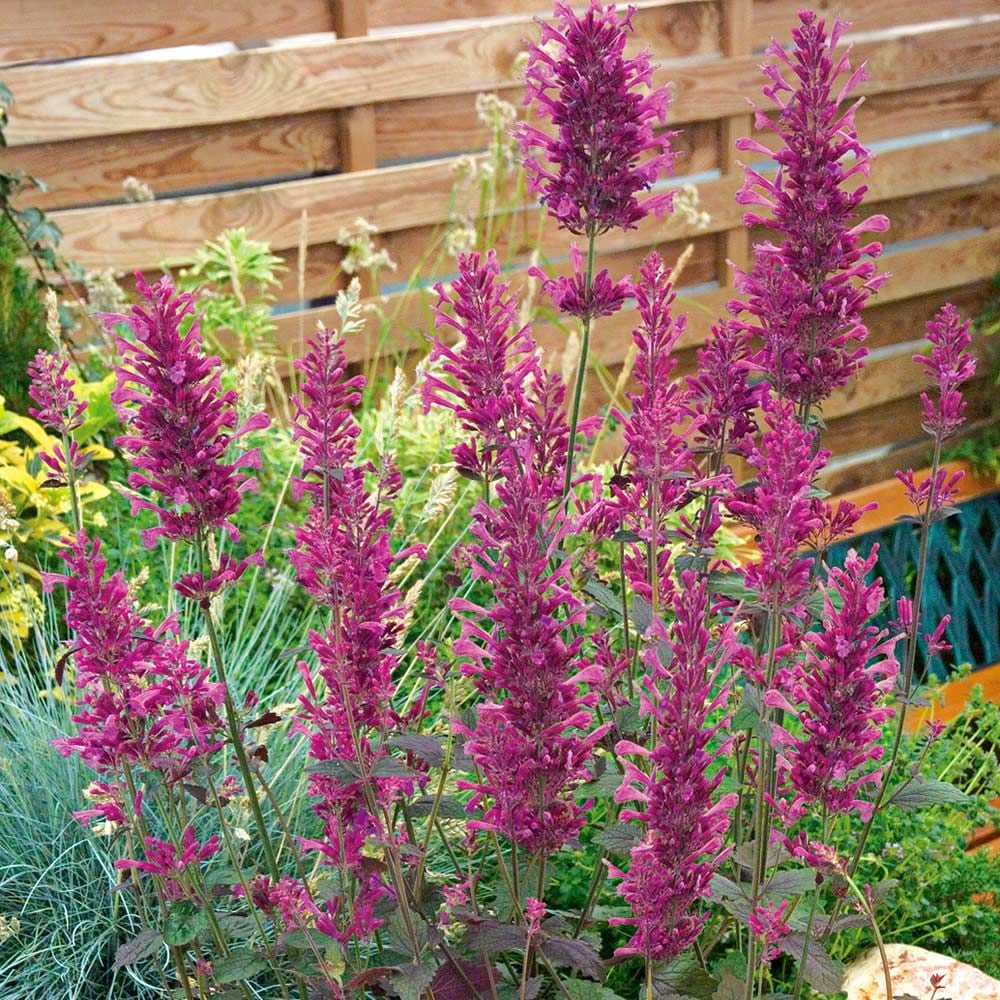 Agastache 'Bolero'