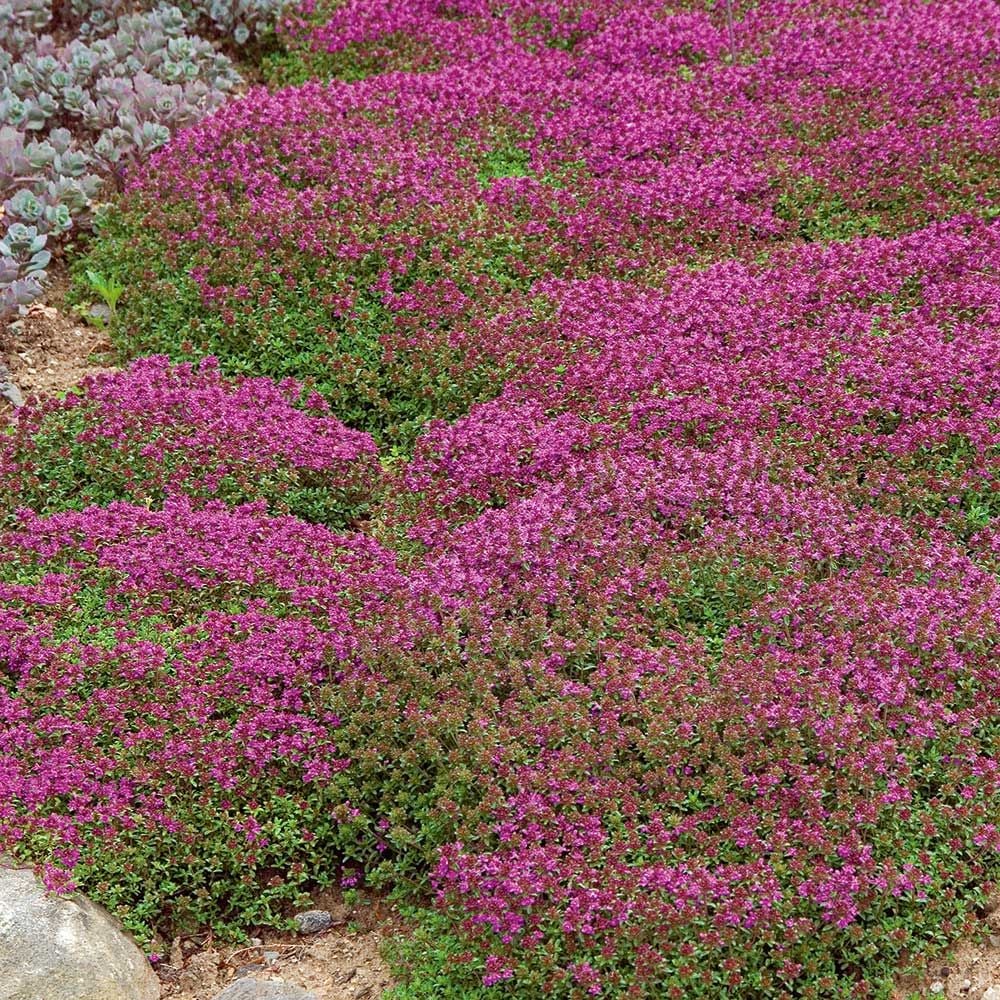 Thymus Coccineus Group