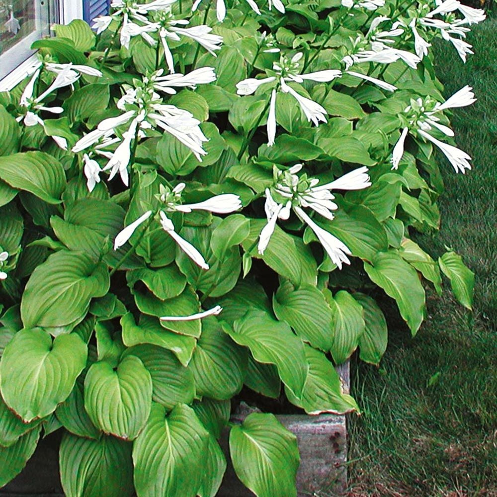 Hosta Plantaginea Aphrodite White Flower Farm