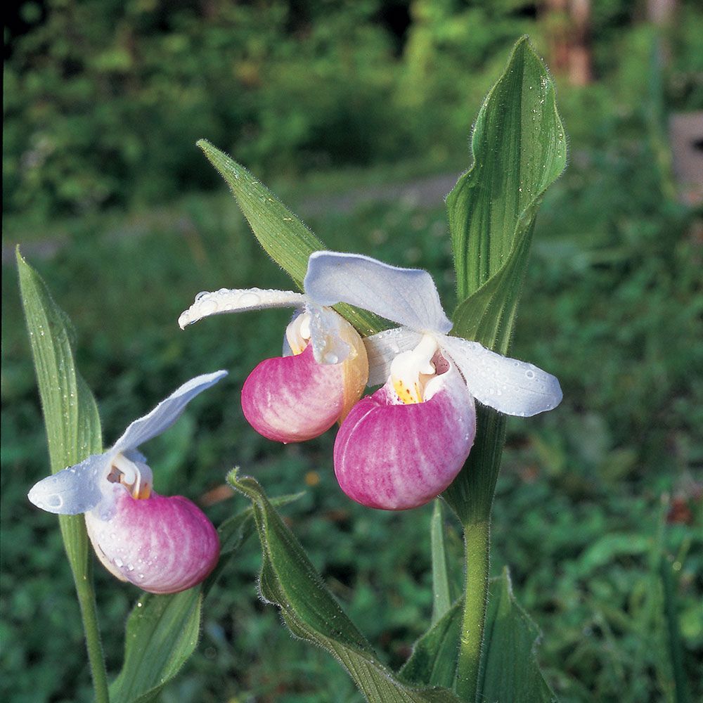 Cypripedium reginae White Flower Farm