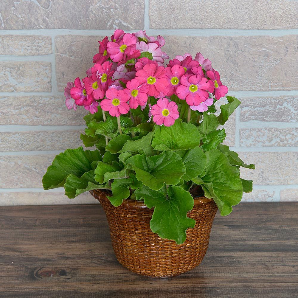 German Primrose in basket