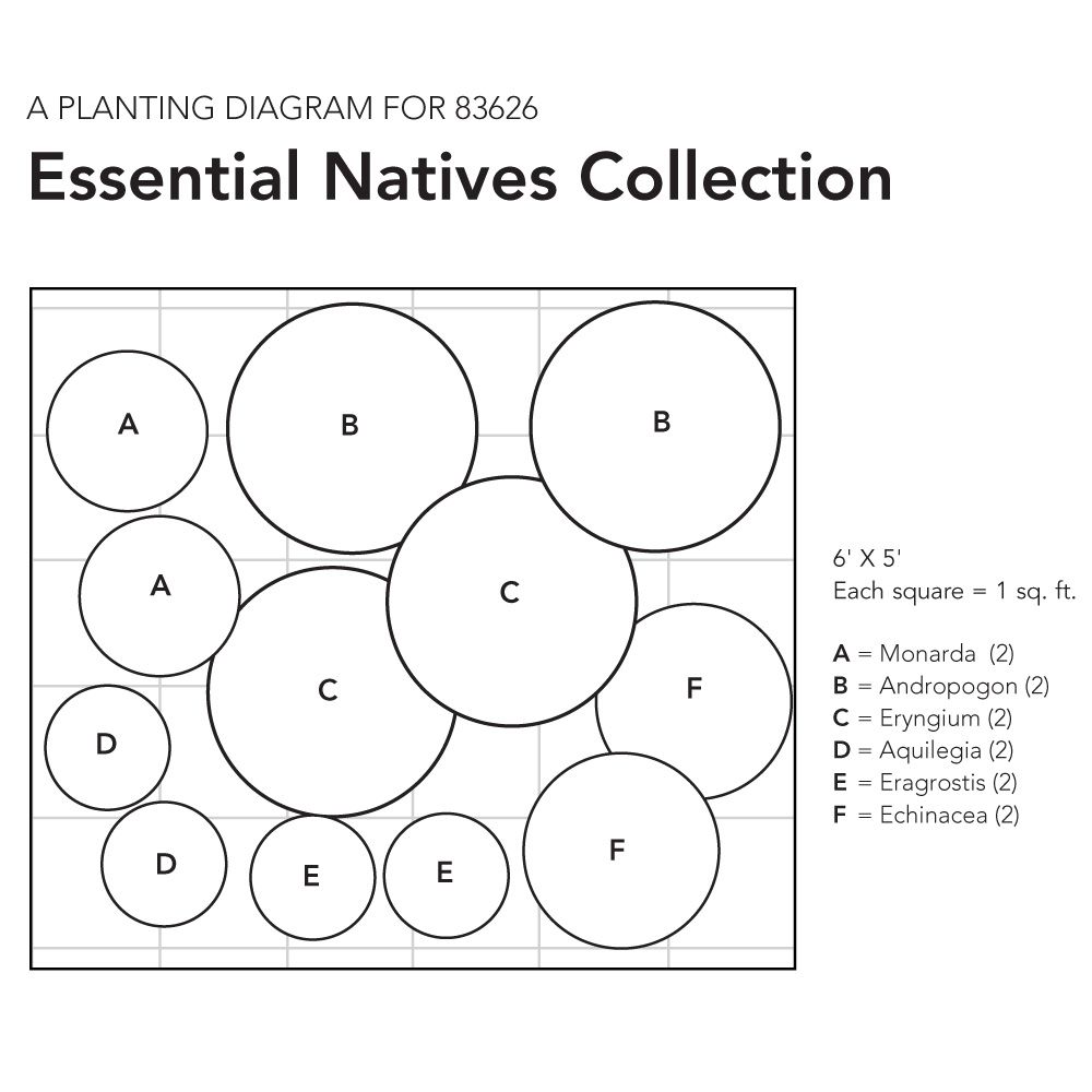 Essential Natives Collection White Flower Farm