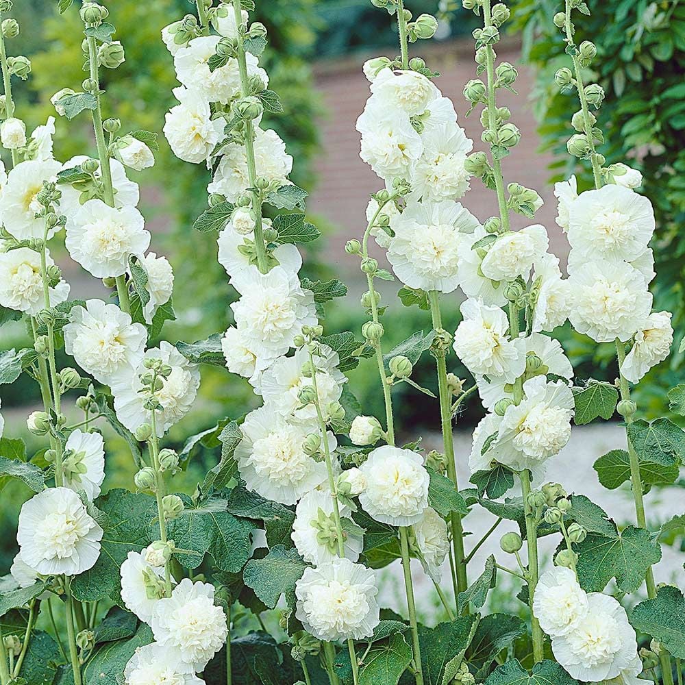 Double Hollyhock CHATER'S WHITE Double Blooms Alcea Rosea Seeds 20 Seeds