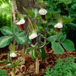  Arisaema sikokianum