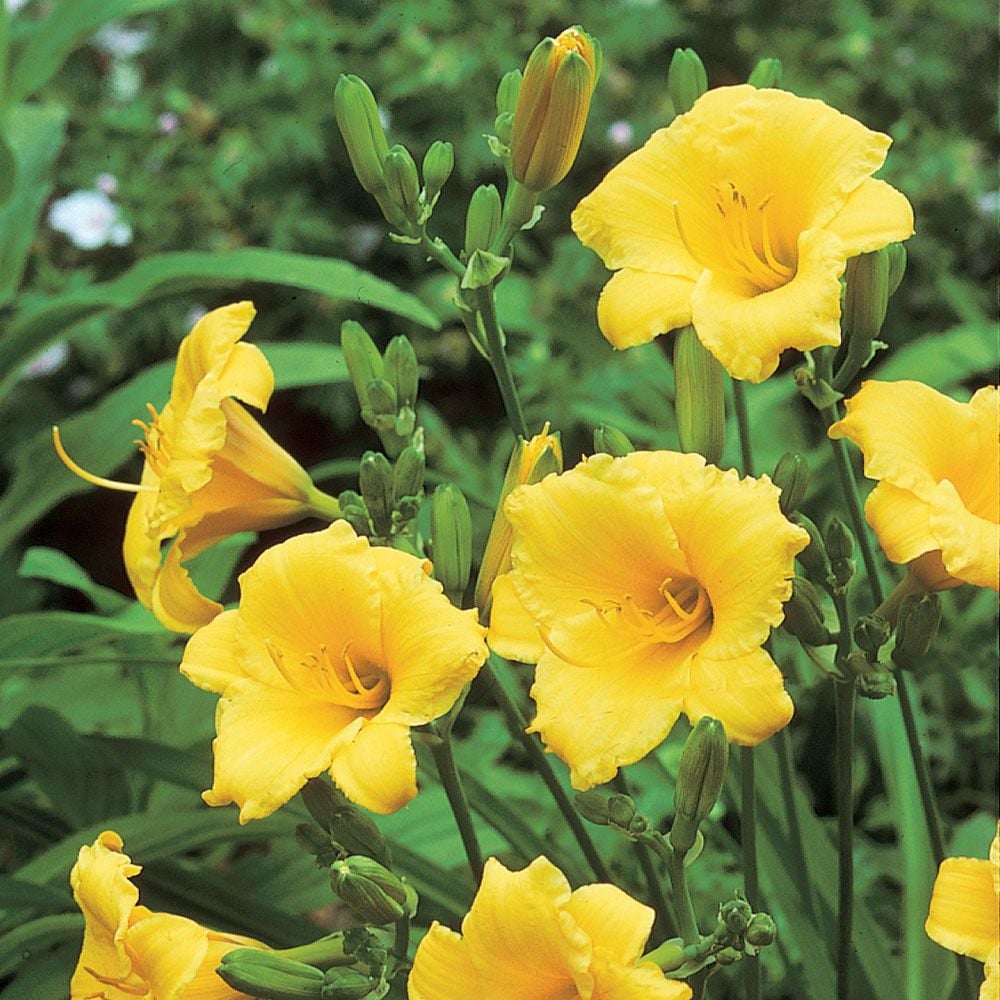 Image of Stella de Oro daylily white flower