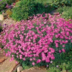  Dianthus gratianopolitanus
