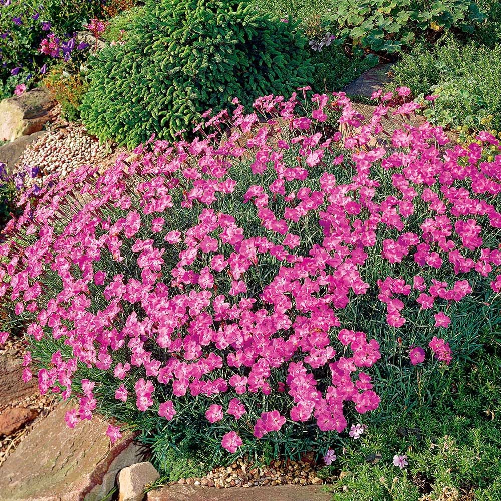 Dianthus gratianopolitanus