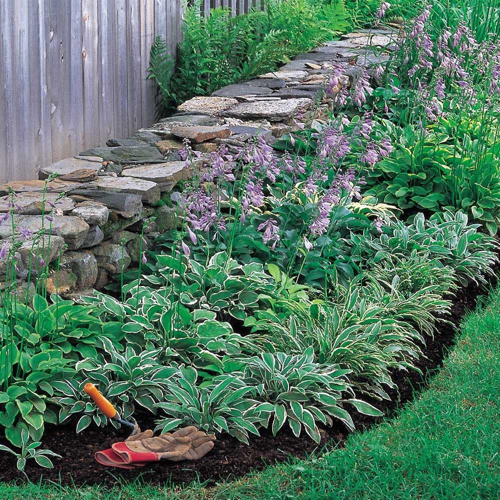 Emerald Atoll, Miniature Hosta Collection